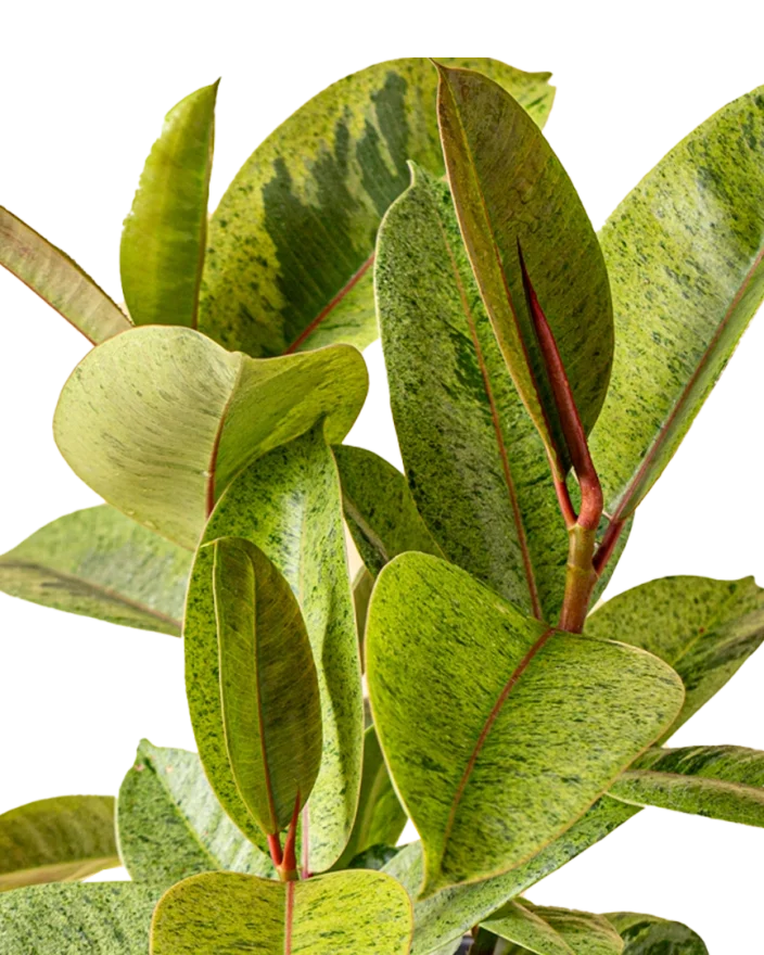 Ficus elastica 'Shivereana' | Seller's Choice, Hong Kong Collection