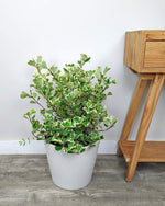Ficus triangularis 'Variegata' | Seller's Choice, Hong Kong Collection