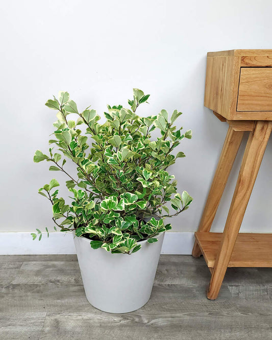 Ficus triangularis 'Variegata' | Seller's Choice, Hong Kong Collection