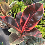 Ficus elastica 'Ruby' | Seller's Choice, Hong Kong Collection