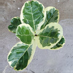 Ficus lyrata Variegated | Seller's Choice, Hainan Collection