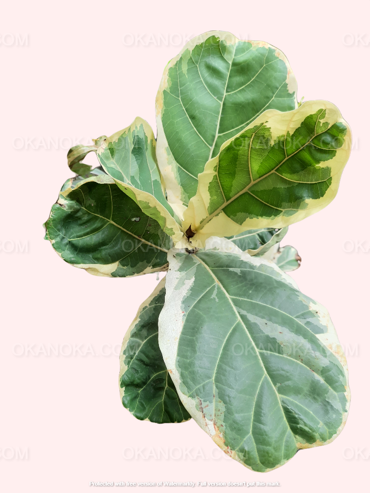 Ficus lyrata 'Variegata' | Seller's Choice, Hong Kong Collection