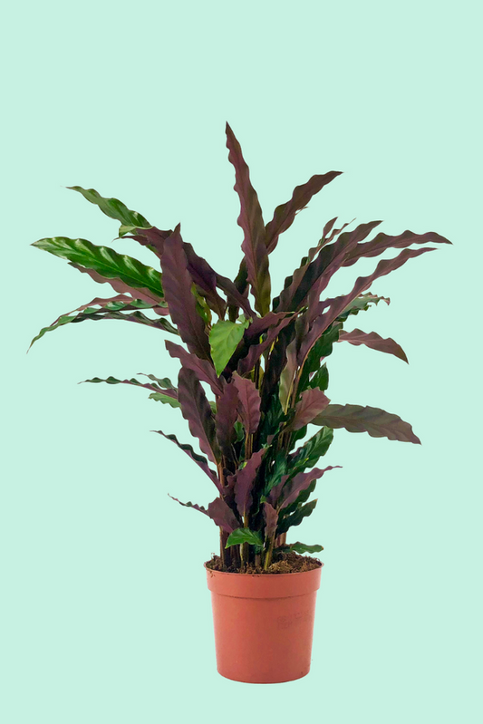 Calathea rufibarba | Seller's Choice, Hong Kong Collection