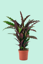 Calathea Rufibarba | Seller's Choice, Hainan Collection
