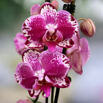 Phalaenopsis 'Molli' | Seller's Choice, Hong Kong Collection