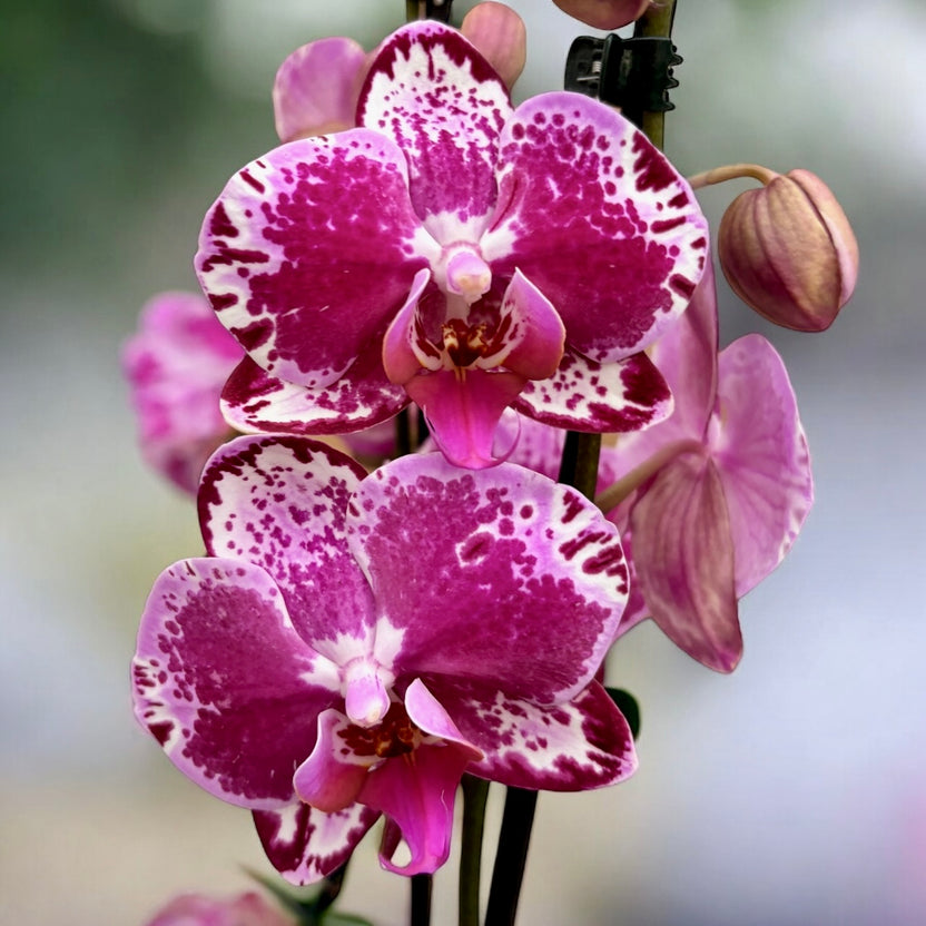 Phalaenopsis 'Molli' | Seller's Choice, Hong Kong Collection