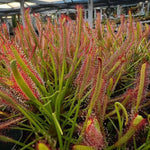 Drosera capensis 'Broad Leaf' | Seller's Choice, Hong Kong Collection