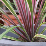 Cordyline 'Can Can' | Seller's Choice, Hong Kong Collection