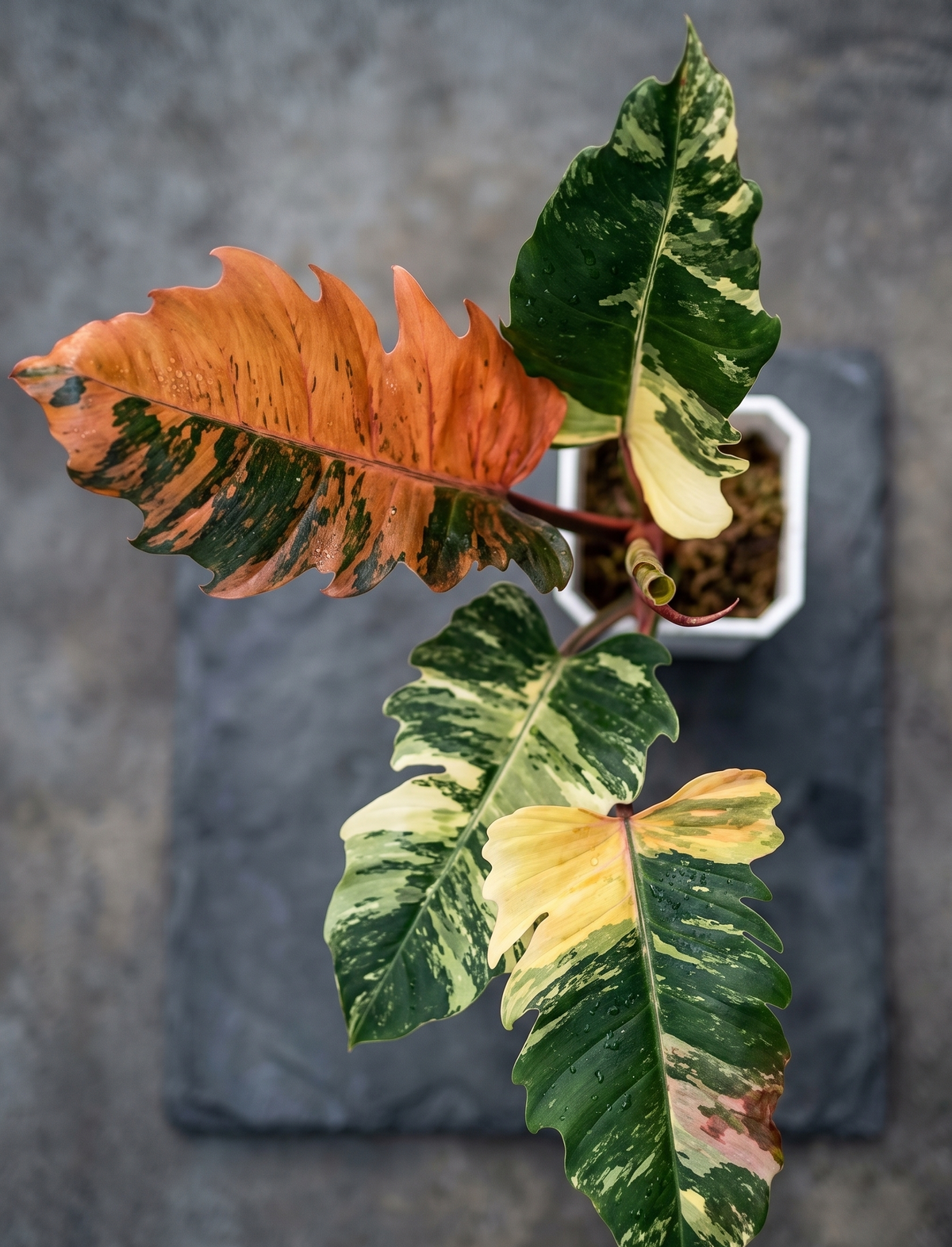 Philodendron ‘Caramel Marble’ TC | Seller's Choice, Hong Kong Collection