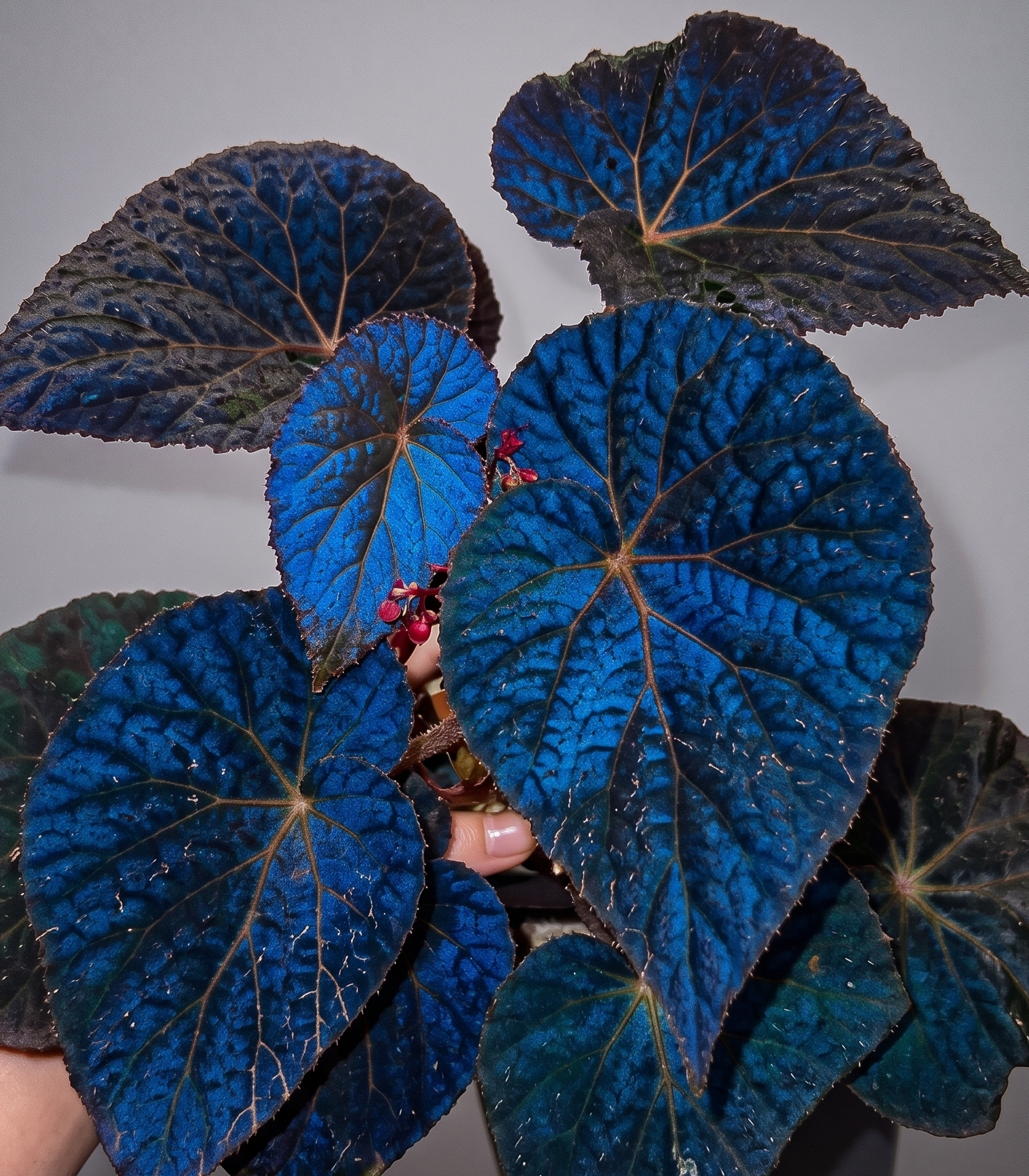 Begonia Pavonina TC | Grower's Choice, Foshan Collection