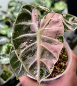 Alocasia 'Heart Balloon Pink Variegata' TC | Seller's Choice, Hong Kong Collection