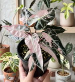 Alocasia Bambino Pink Variegated TC | Grower's Choice, Foshan Collection