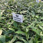 Philodendron 'glad hands' | Seller's Choice, Hainan Collection