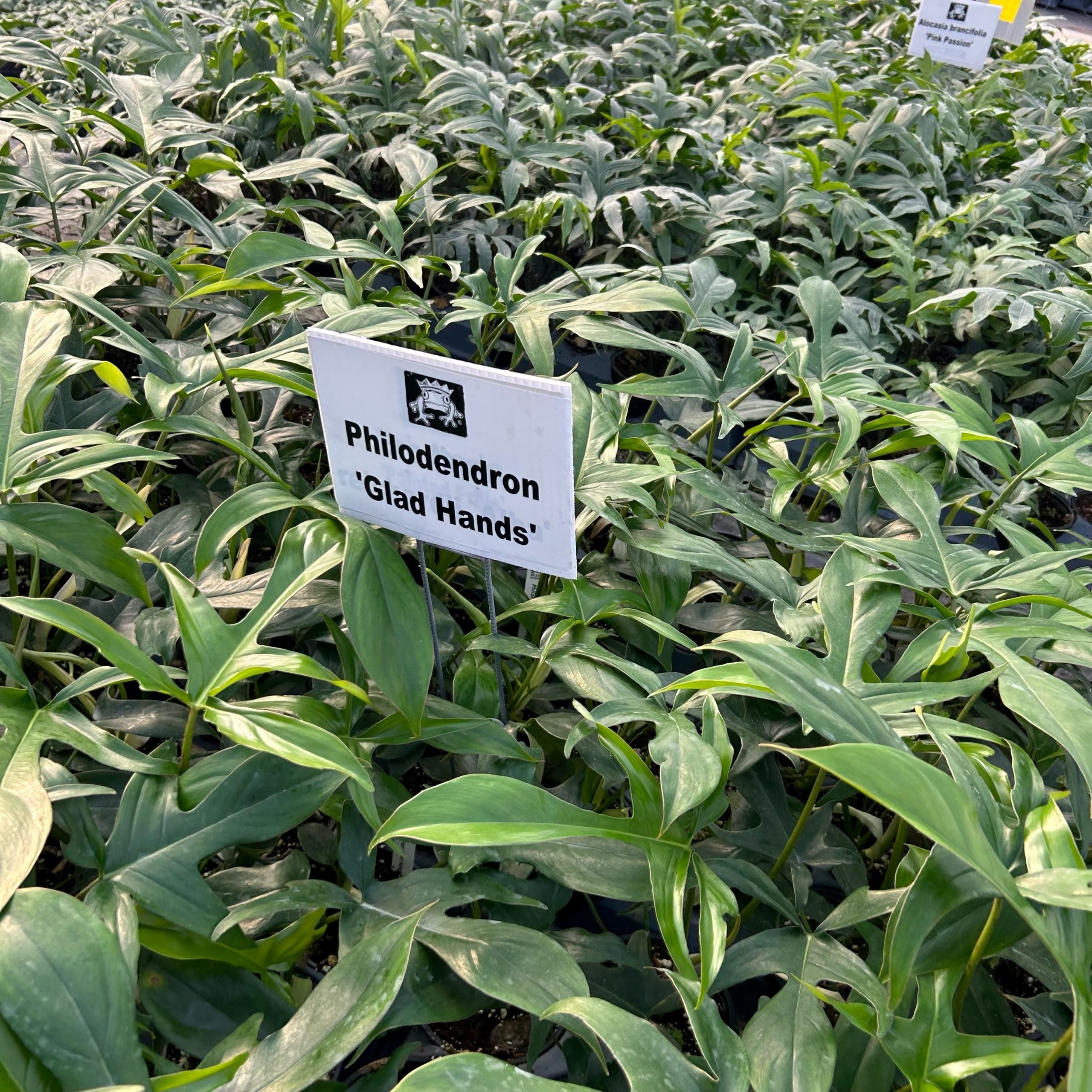 Philodendron 'glad hands' | Seller's Choice, Hainan Collection