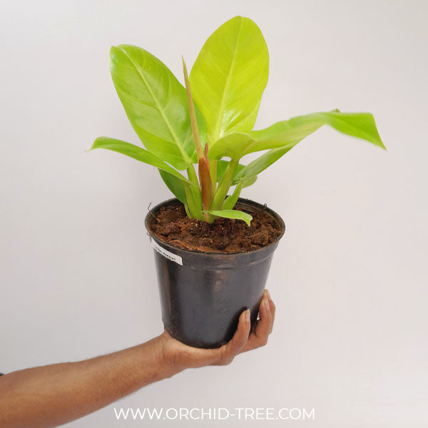Philodendron 'Imperial golden '/' Moonlight | Seller's Choice, Hong Kong Collection