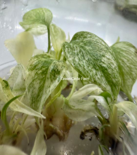 Monstera Full Mint （Dorsigiana Thailand） TC | Grower's Choice, Foshan Collection