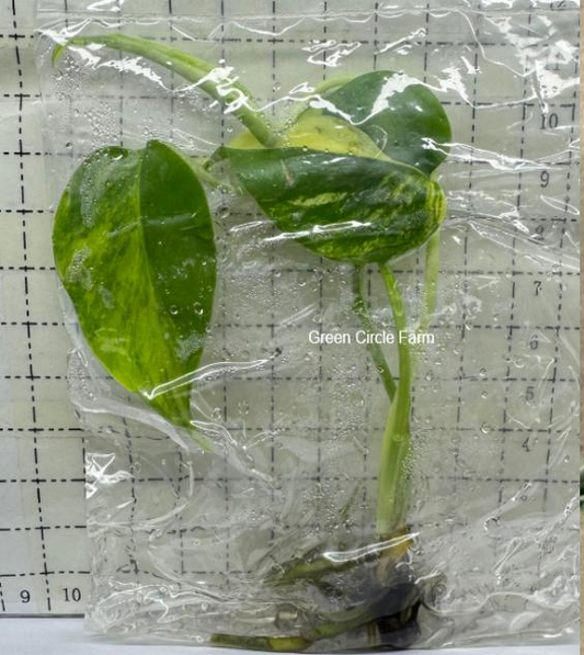 Monstera deliciosa aurea TC | Seller's Choice, Hong Kong Collection