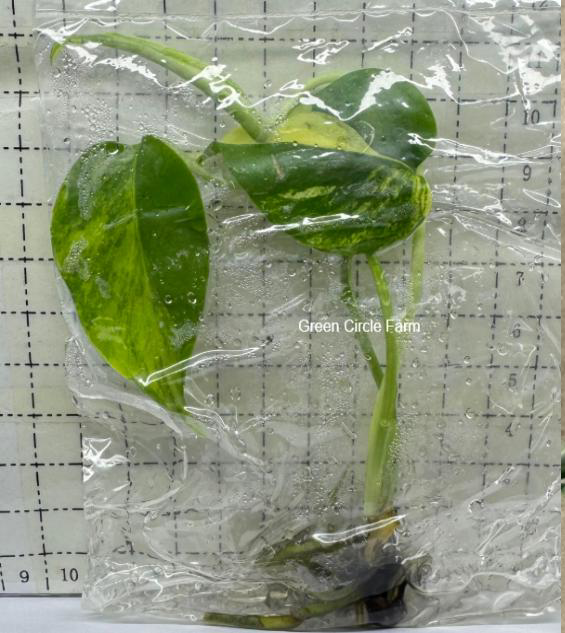 Monstera deliciosa aurea TC | Seller's Choice, Hong Kong Collection