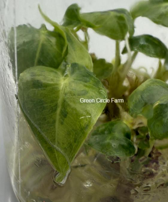 Alocasia Sarian Aurea Variegated TC | Grower's Choice, Foshan Collection