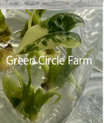 Alocasia Simpo Albo Variegated TC | Grower's Choice, Foshan Collection