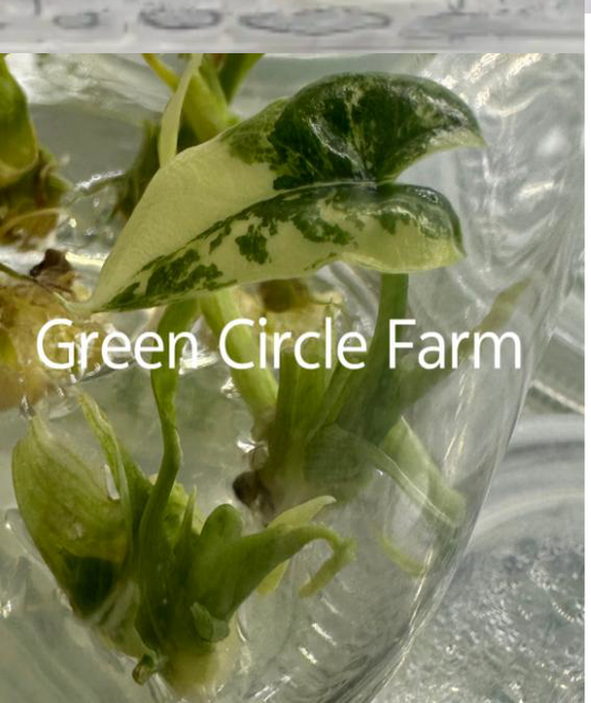 Alocasia Simpo Albo Variegated TC | Grower's Choice, Foshan Collection