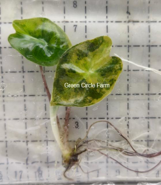 Alocasia ‘Psuedo Sanderiana Variegated ’ Aurea TC | Grower's Choice, Foshan Collection