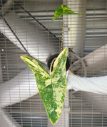 Alocasia Zebrina Aurea Variegated TC | Grower's Choice, Foshan Collection