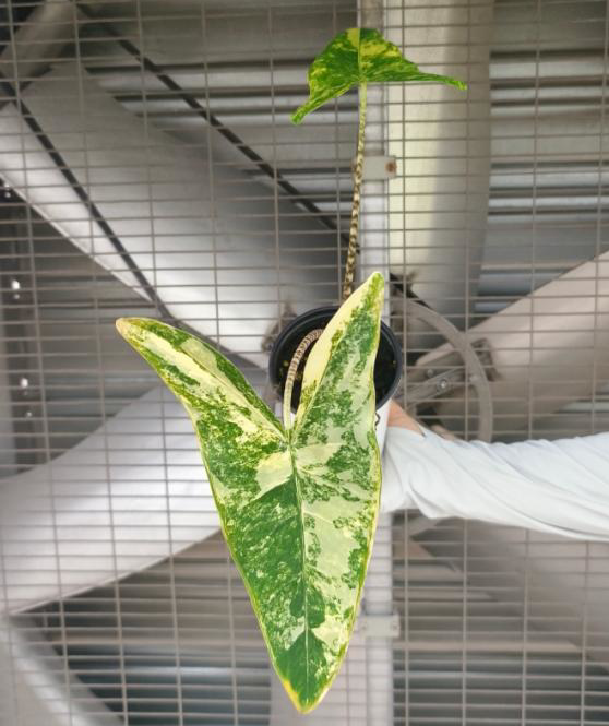 Alocasia Zebrina Aurea Variegated TC | Grower's Choice, Foshan Collection