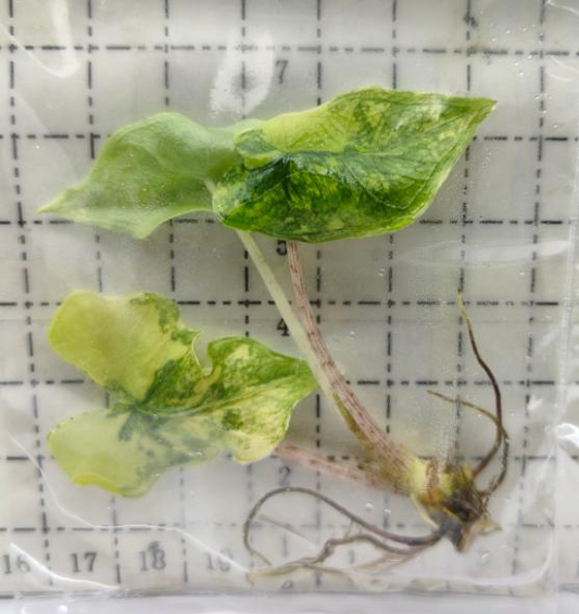 Alocasia Jacklyn Variegated TC | Grower's Choice, Foshan Collection
