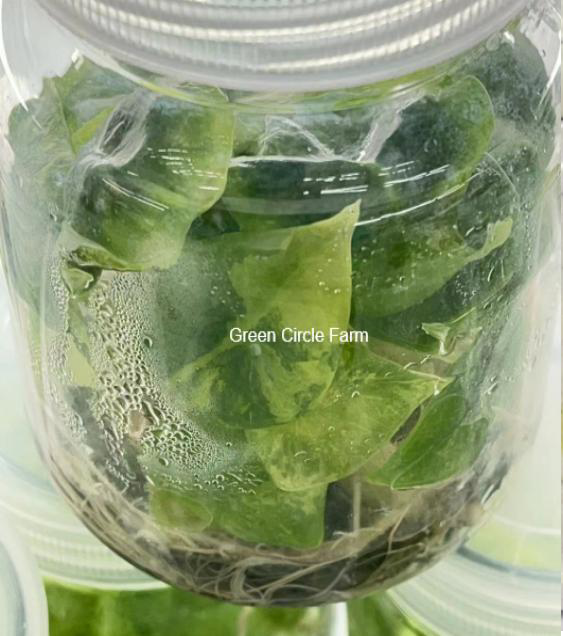Alocasia Nebula Aurea TC | Grower's Choice, Foshan Collection