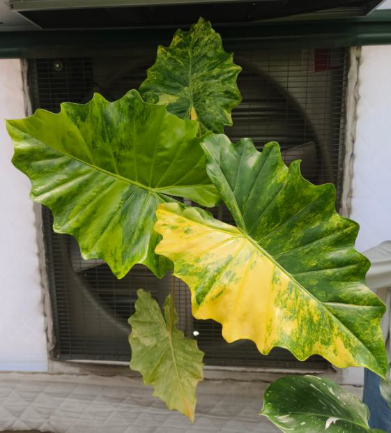 Alocasia Portora Variegated TC | Grower's Choice, Foshan Collection