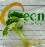 Alocasia Baginda Dragon Scale Albo TC | Grower's Choice, Foshan Collection