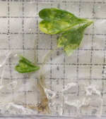 Alocasia Macrorrhizos 'Shock Treatment' Variegated TC | Grower's Choice, Foshan Collection