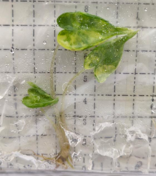 Alocasia Macrorrhizos 'Shock Treatment' Variegated TC | Grower's Choice, Foshan Collection