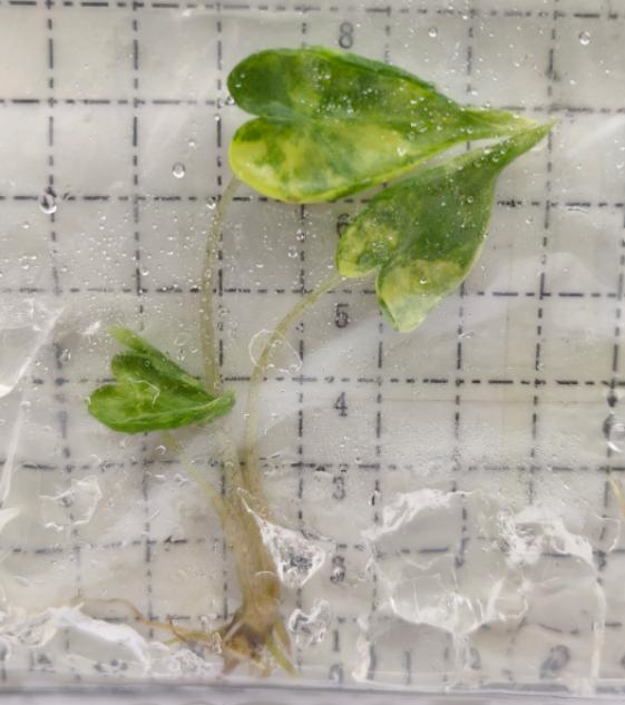 Alocasia Macrorrhizos 'Shock Treatment' Variegated TC | Grower's Choice, Foshan Collection