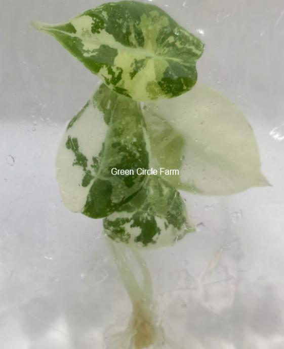 Alocasia Black Velvet Albo Pink Variegated TC | Grower's Choice, Foshan Collection