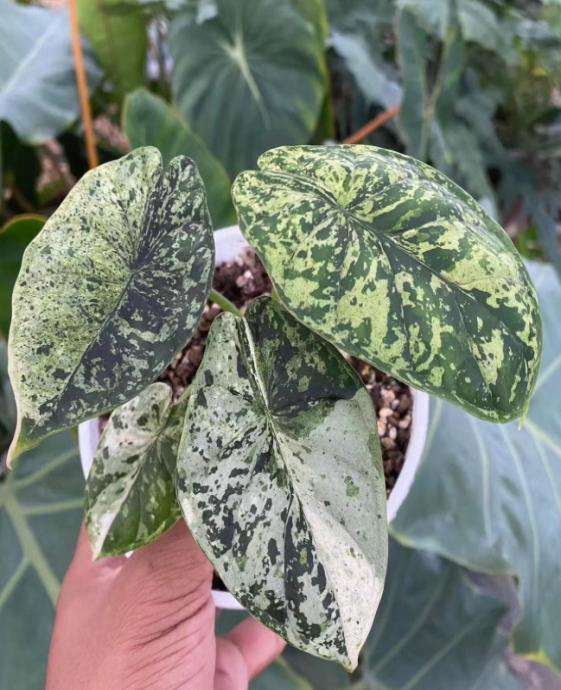 Alocasia Baginda Dragon Scale Mint Variegated TC | Grower's Choice, Foshan Collection