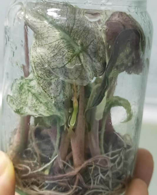 Alocasia Pink Dragon Galaxy Variegated TC | Grower's Choice, Foshan Collection