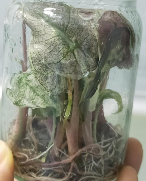 Alocasia Pink Dragon Galaxy Variegated TC | Grower's Choice, Foshan Collection