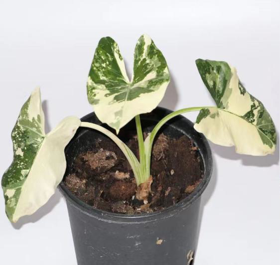Alocasia Macrohizza Variegated Albo TC | Grower's Choice, Foshan Collection