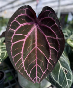 Anthurium Purple Crystallinum TC | Grower's Choice, Foshan Collection