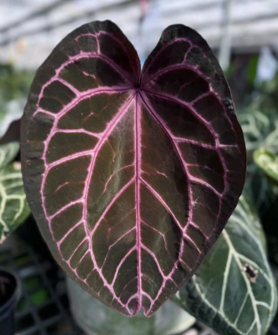 Anthurium Purple Crystallinum TC | Grower's Choice, Foshan Collection