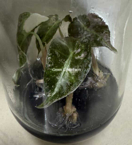 Alocasia Polly Pink Snowflake Variegated TC | Grower's Choice, Foshan Collection