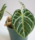 Anthurium Crystallinum Dorayak TC | Grower's Choice, Foshan Collection
