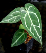 Anthurium Regale Magnificum Crystallinum TC | Grower's Choice, Foshan Collection