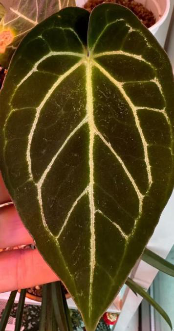 Anthurium Black Velvet TC | Grower's Choice, Foshan Collection