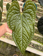 Anthurium Luxurians TC | Grower's Choice, Foshan Collection