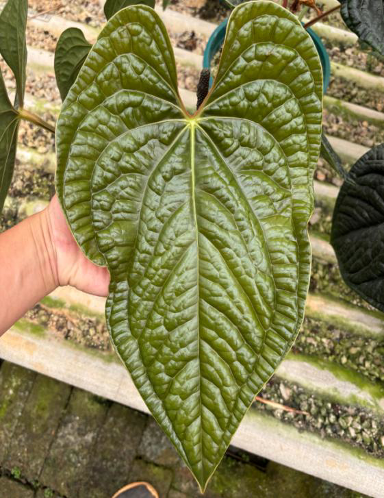 Anthurium Luxurians TC | Grower's Choice, Foshan Collection