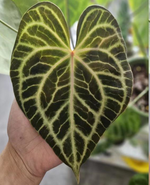 Anthurium Clarinervium x Silver Tiger TC | Grower's Choice, Foshan Collection