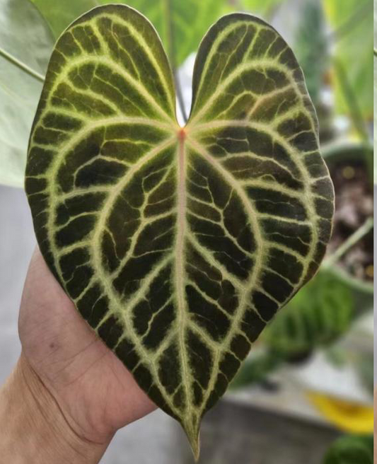 Anthurium Clarinervium x Silver Tiger TC | Grower's Choice, Foshan Collection